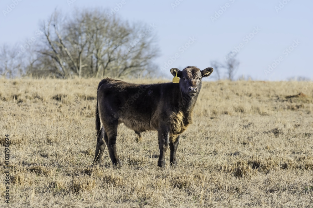 Brown calf in center of dormant pasture Brown calf in center of dormant pasture