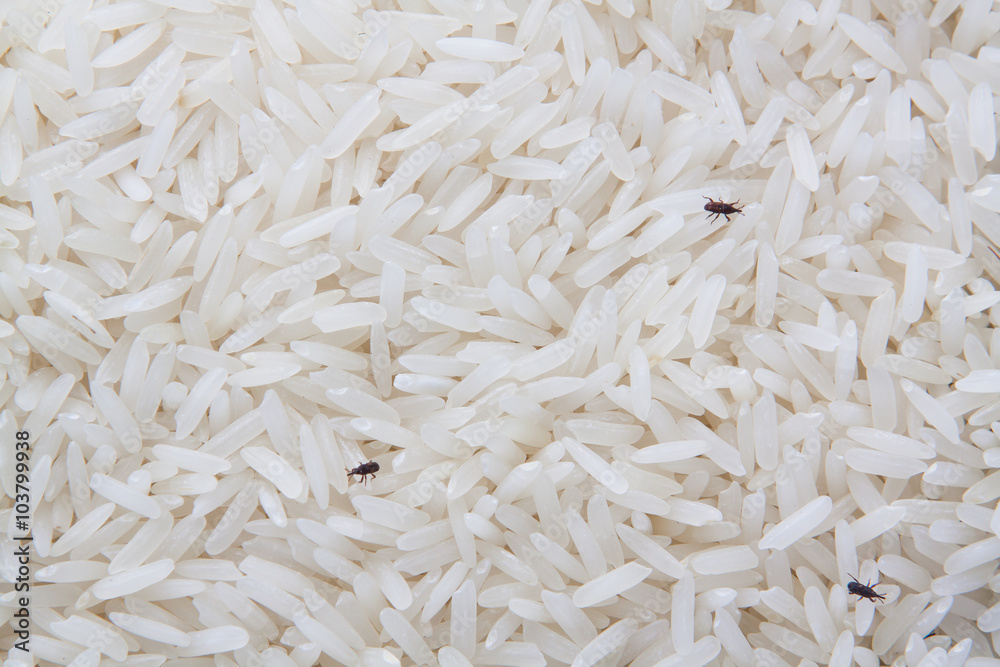 close up of weevil destroy rice. close up of weevil destroy rice.