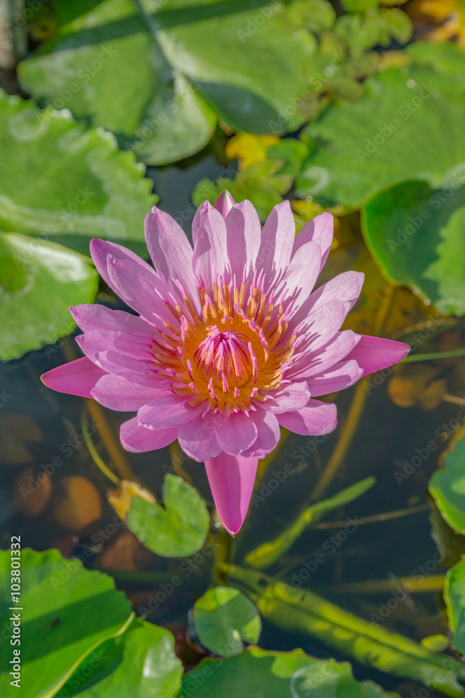 Bright pink waterlily under afternoon sun Bright pink waterlily under afternoon sun