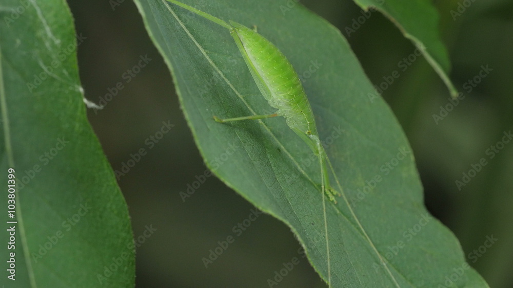 4K Common True Katydid (Pterophylla camellifolia) Nymph 5 4K Common True Katydid (Pterophylla camellifolia) Nymph 5