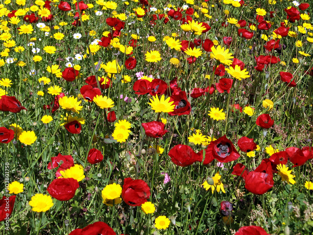 Naklejka premium Ramat Gan Park the wild flowers 2007