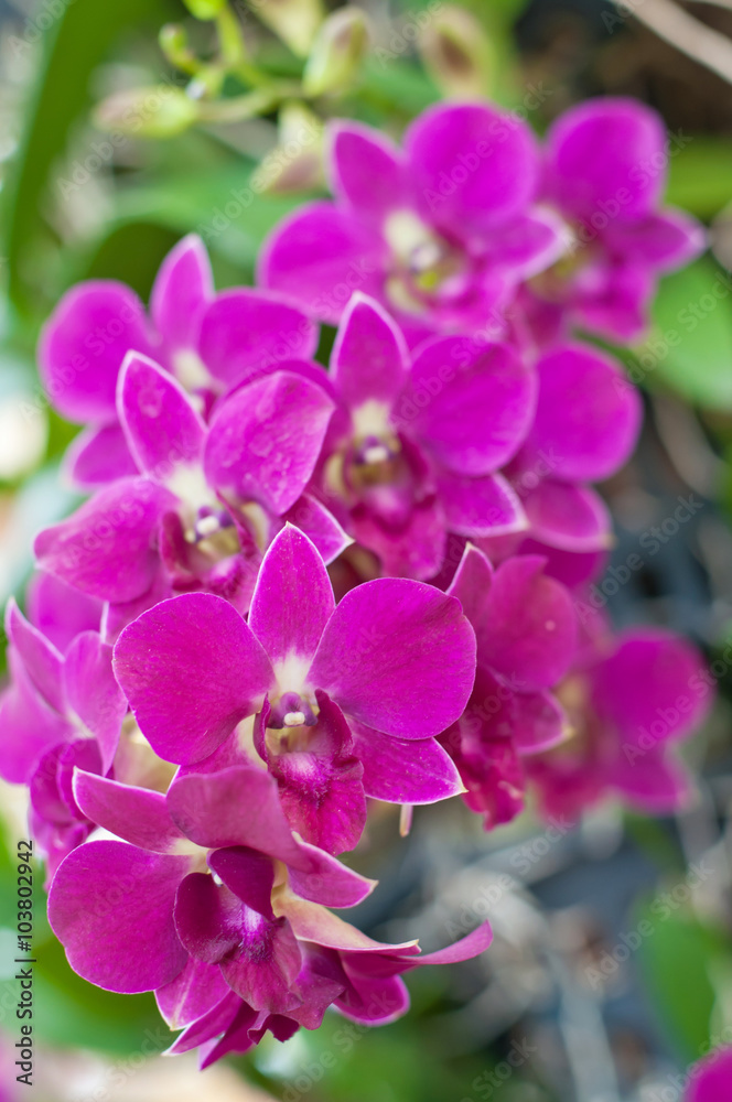 Beautiful purple orchid