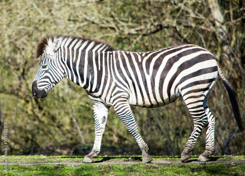 Zebra