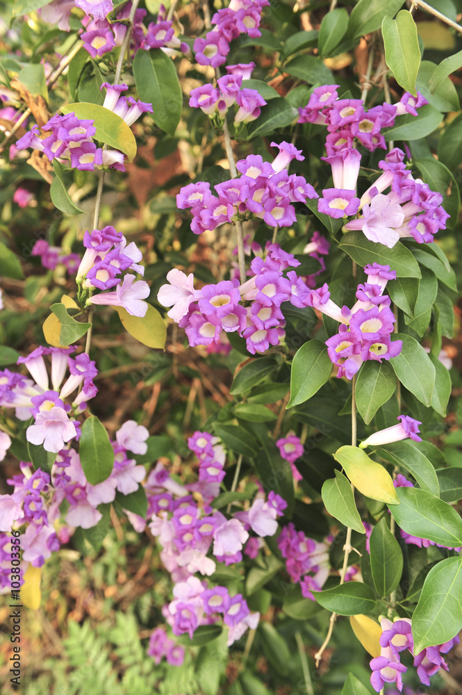 Garlic vine violet flower
