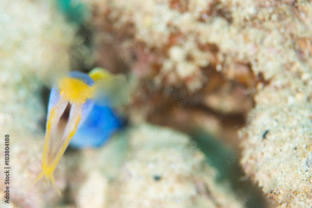 Fototapeta premium Ribbon Eel in Okinawa,Japan