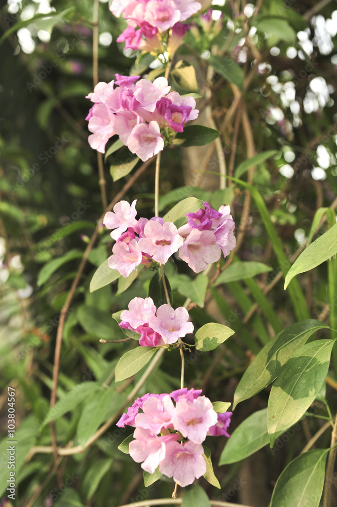 Obraz premium Garlic vine violet flower