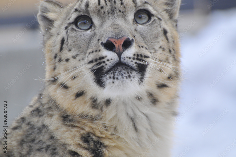 Fototapeta premium ユキヒョウ
