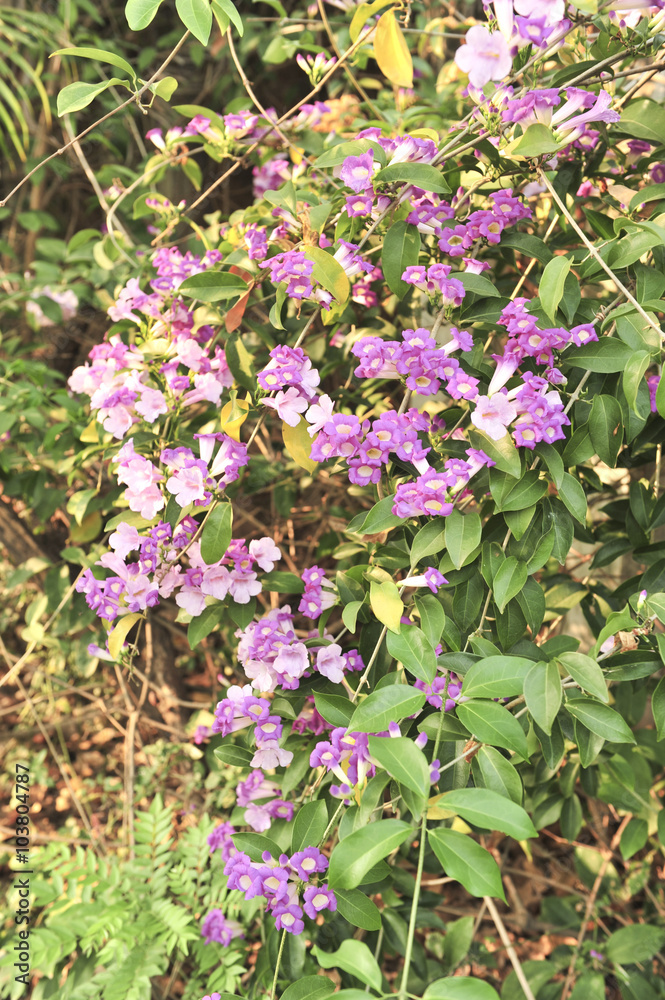 Garlic vine violet flower