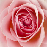 Close up macro background with pink rose