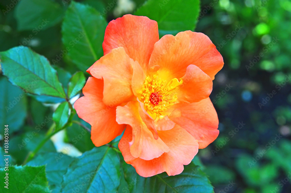 Obraz premium Rosa odorata
