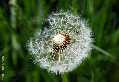 Close-up of dandelion seed