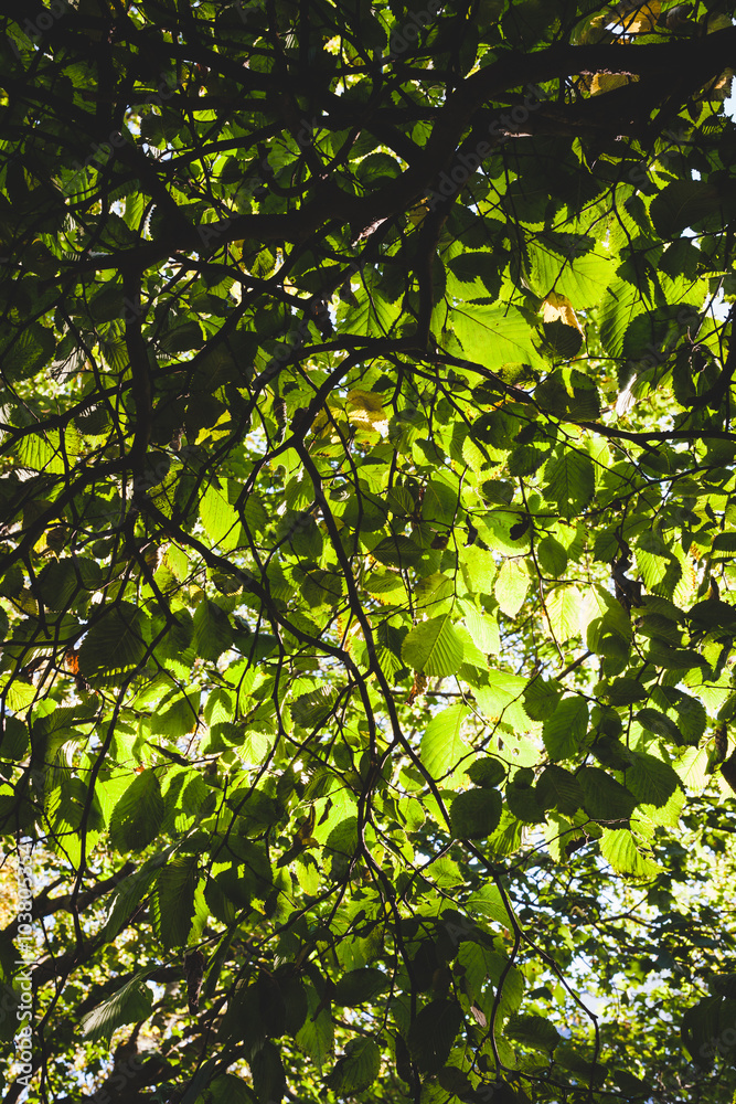 Fototapeta premium Green foliage backlit background