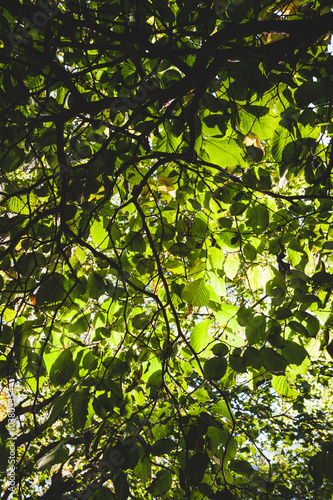 Green foliage backlit background