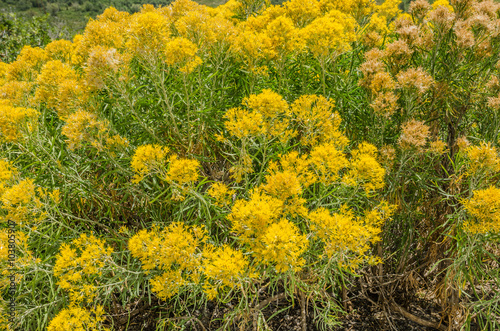 Rabbitbrush (Ericameria nauseosa) with both fresh and dying blossoms photo