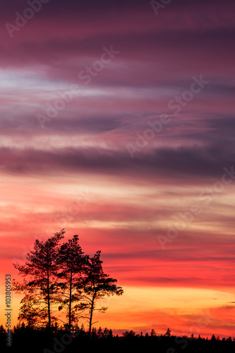 Tree silhouette and beautiful vibrant sunset clouds