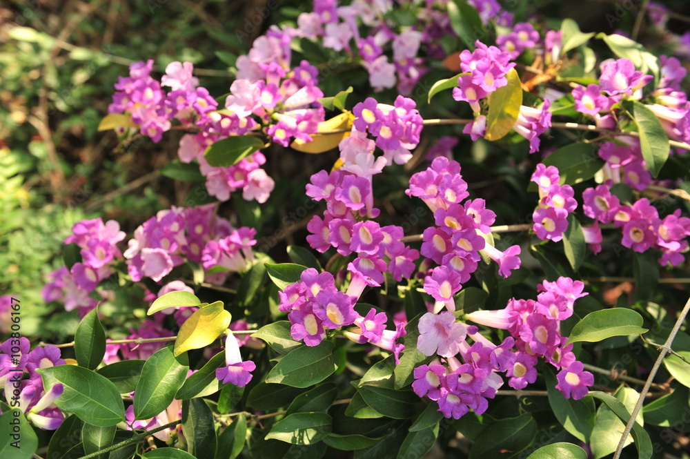 Garlic vine violet flower