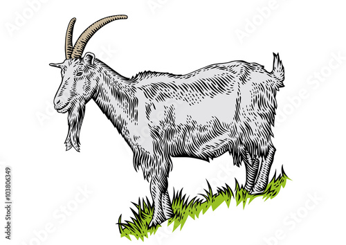 Goat on the hillside