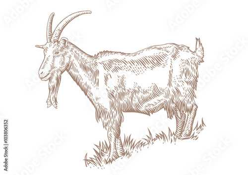 Goat on the hillside