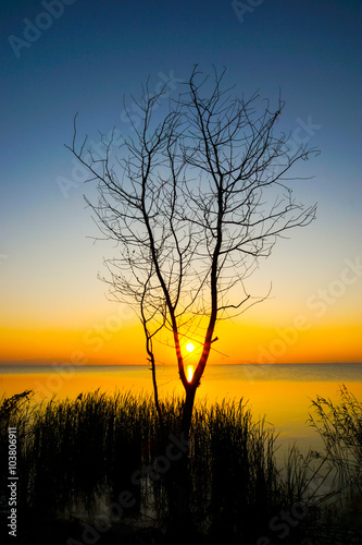 Sunset sky and dead tree at the lake.