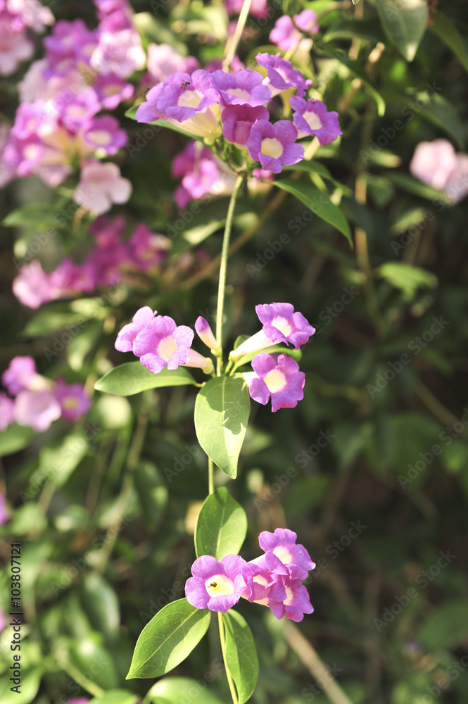 Garlic vine violet flower