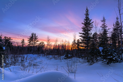 Sunset over a snowy meadow in the pine forest in northern Wisconsin. © Bryan Neuswanger
