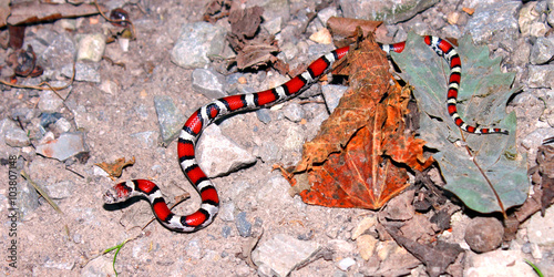 Red Milk Snake (Lampropeltis triangulum syspila) inhabiting the forests of southern Illinois photo