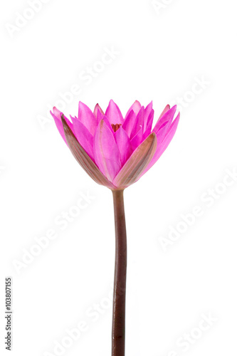 Pink waterlily flower. (Lotus)