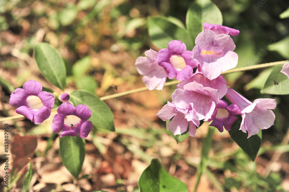Naklejka premium Garlic vine violet flower