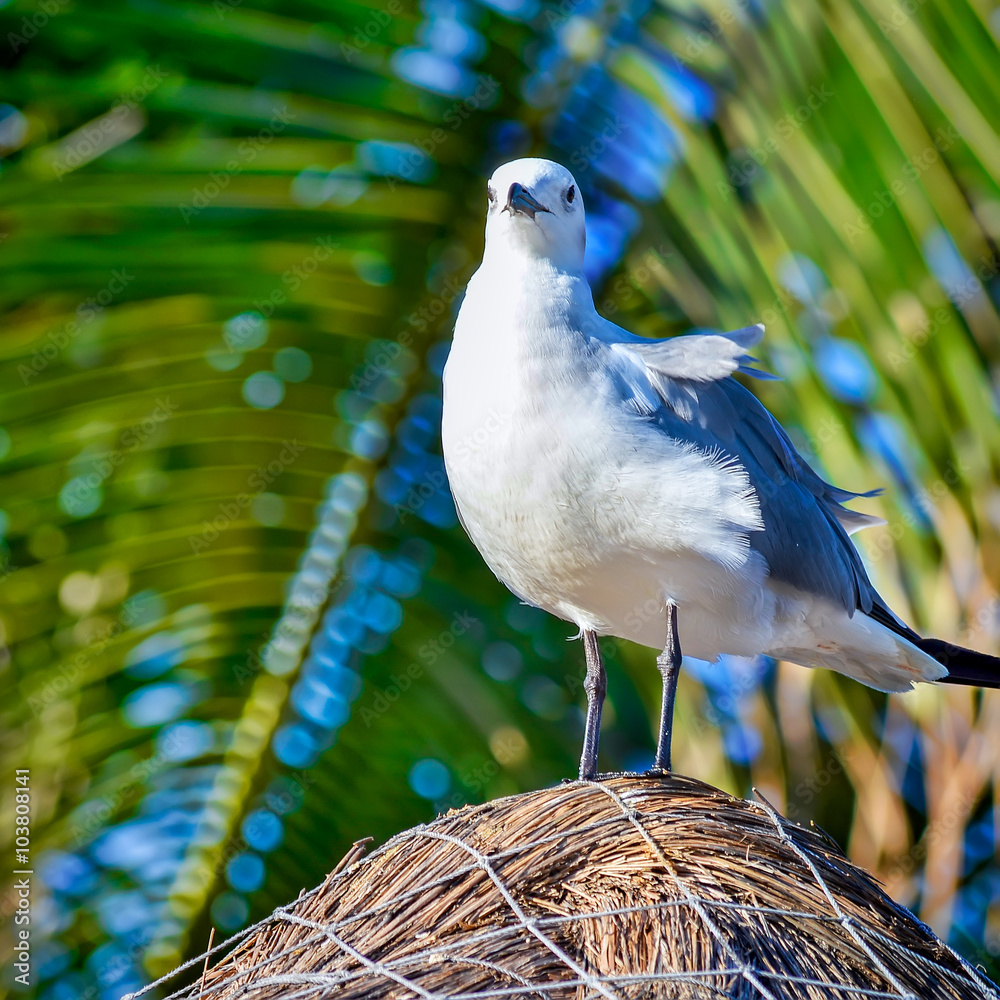 Seagull on thatched roof on the beach of Playa Del Carmen, Yucat