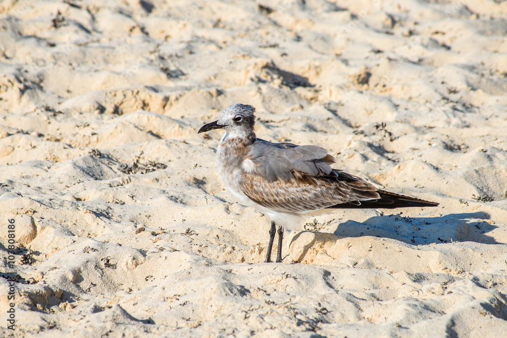 Seagull on beach sand looking for food. Location: Playa Del Carm