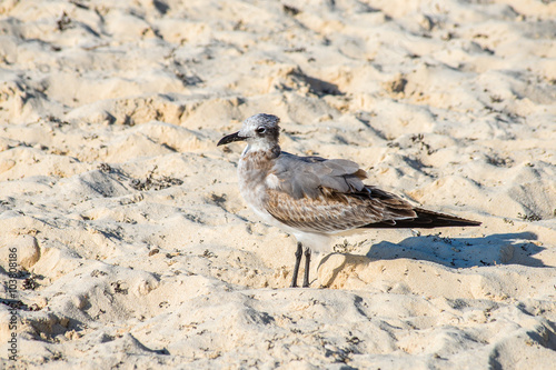 Obraz na płótnie Seagull on beach sand looking for food. Location: Playa Del Carm w salonie