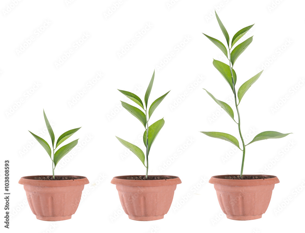 Three plants in soil Three plants in soil