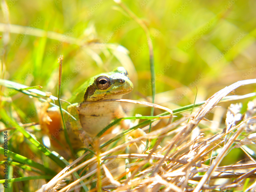 アマガエル 屋外 アマガエル 屋外