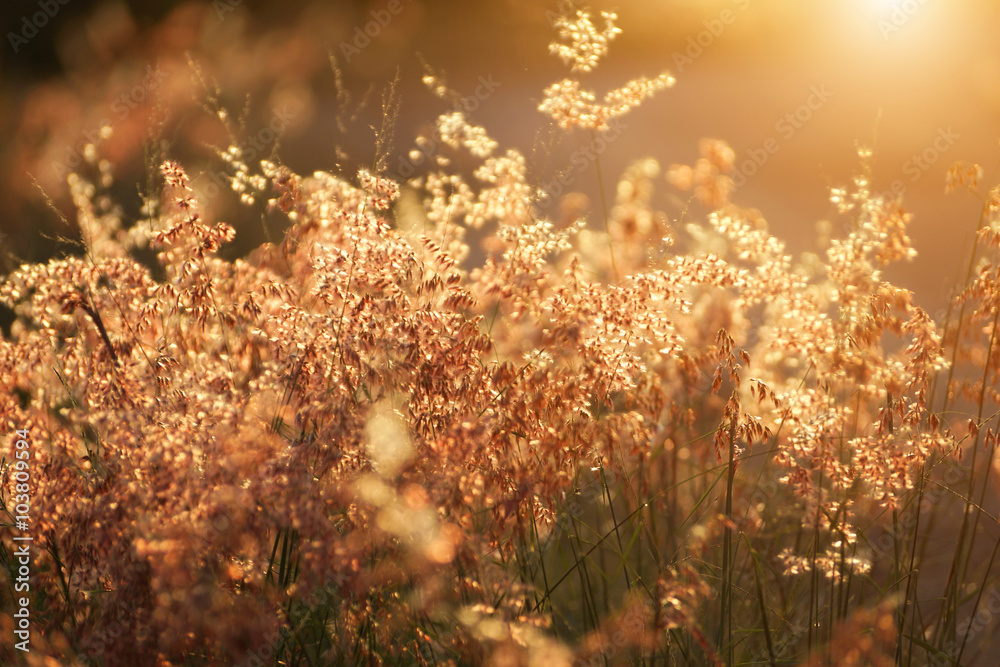 wild grass in sunset counterlight at country road. wild grass in sunset counterlight at country road.