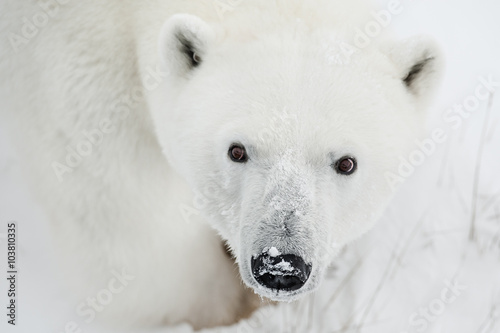 Male polar bear in the wild. Canada.