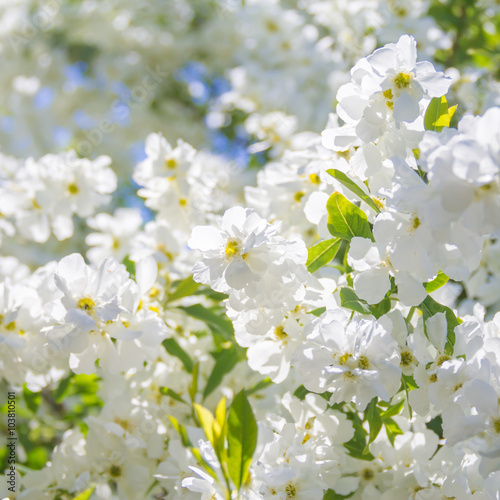 bush background blooming white flowers