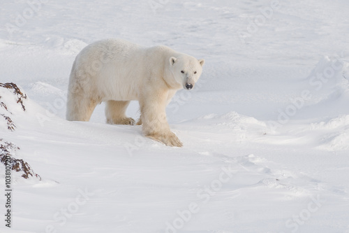 Wild male polar bear walking in evening light. Arctic.
