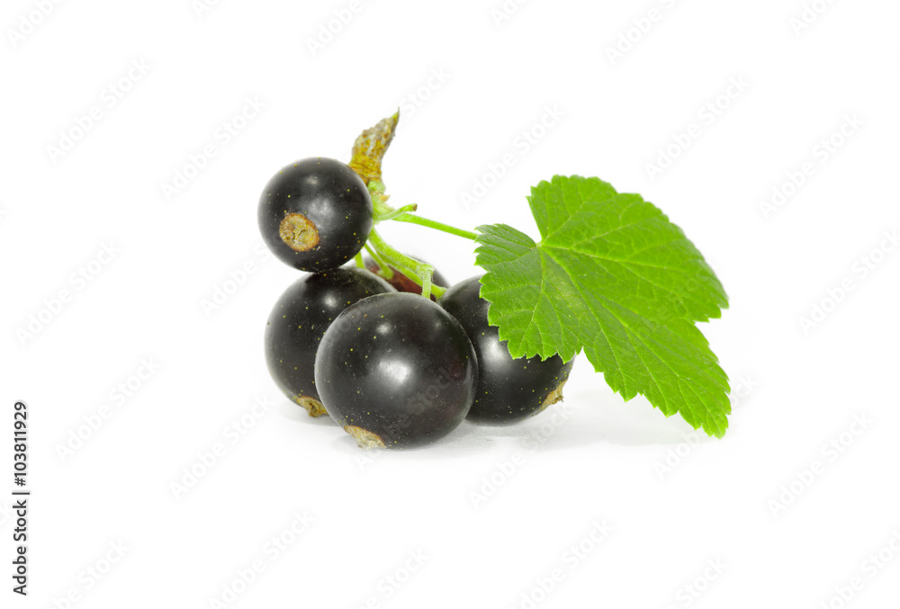 Black currant on the white background Black currant on the white background