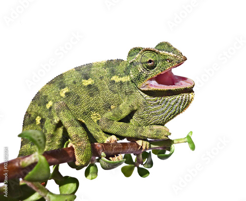 Chameleon on branch