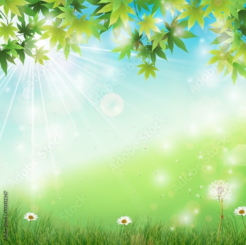 Spring background with white dandelions in grass
