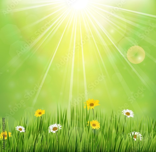 Spring background with flowers  in meadow and pine trees