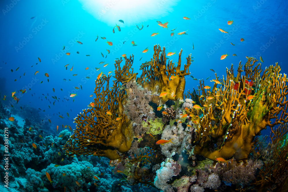 Obraz premium Coral garden
