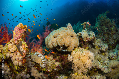 Coral garden