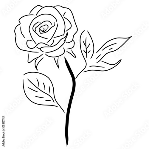 Red Rose isolated on white  vector illustration