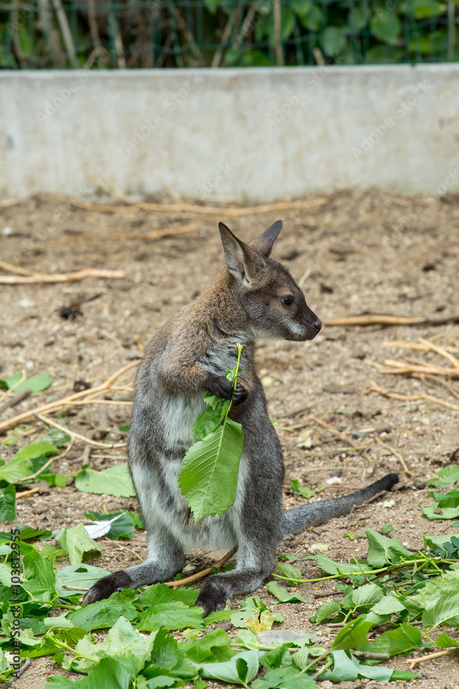 Red-necked Wallaby baby grazing