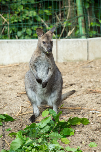 grazzing Red-necked Wallaby
