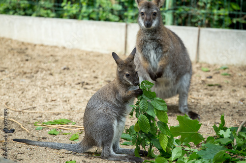 Red-necked Wallaby baby grazing