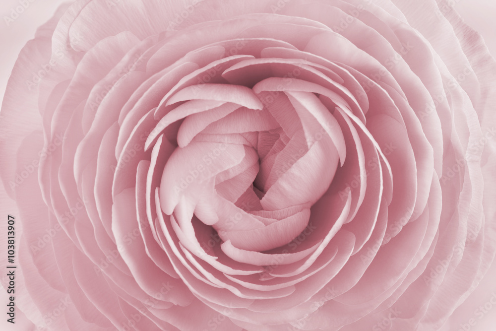 Closeup of ranunculus for background, beautiful spring flower, vintage floral pattern, macro Closeup of ranunculus for background, beautiful spring flower, vintage floral pattern, macro