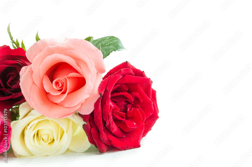 Different color roses on white background Different color roses on white background