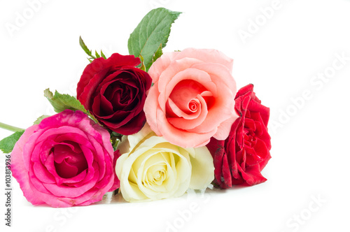 Different color roses on white background